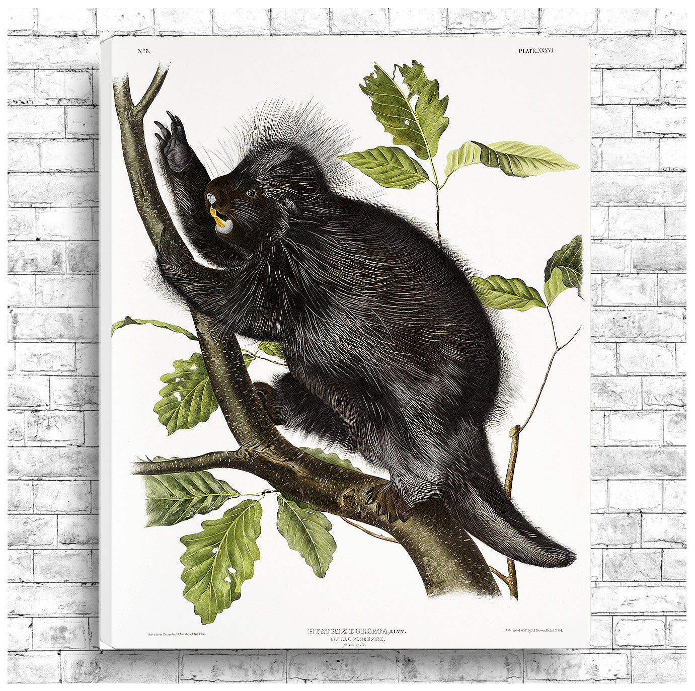 A framed print of a porcupine perched on a branch with leaves around it.