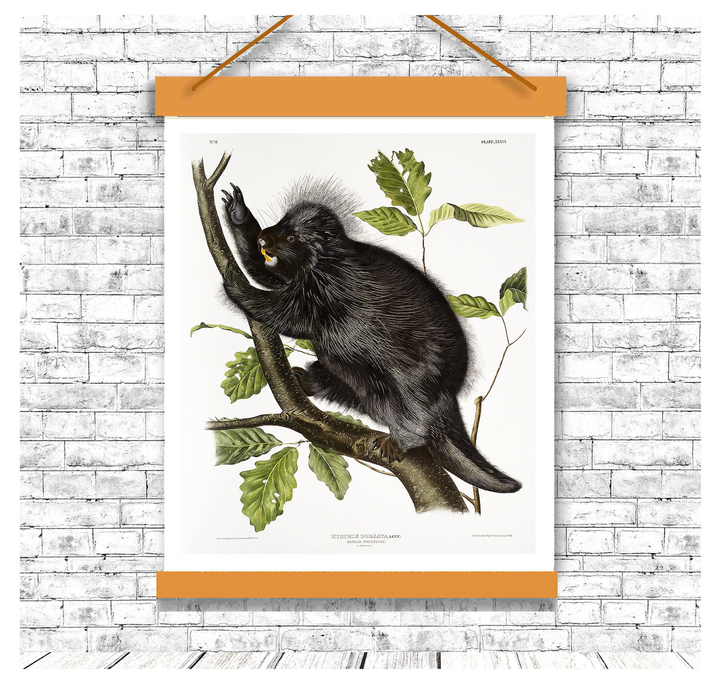 Canada Porcupine by John J. Audubon