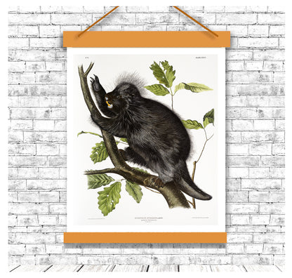 Canada Porcupine by John J. Audubon