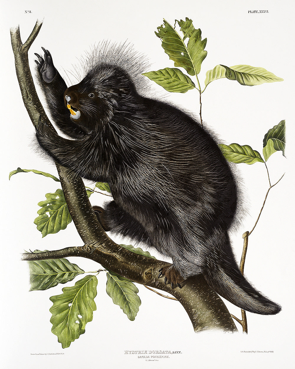 A framed print of a porcupine perched on a branch with leaves around it.