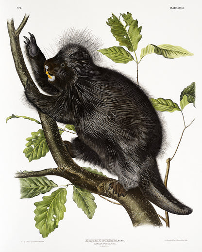 A framed print of a porcupine perched on a branch with leaves around it.