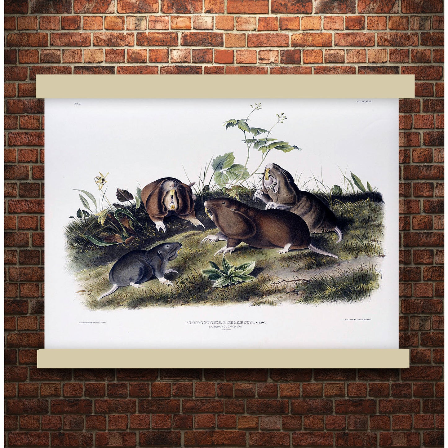 Canada Pouched Rat (Pseudostoma bursarius) by John James Audubon | Hanging Canvas Art | Choice of Board Colors