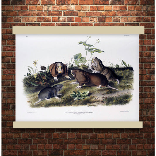 Canada Pouched Rat (Pseudostoma bursarius) by John James Audubon | Hanging Canvas Art | Choice of Board Colors
