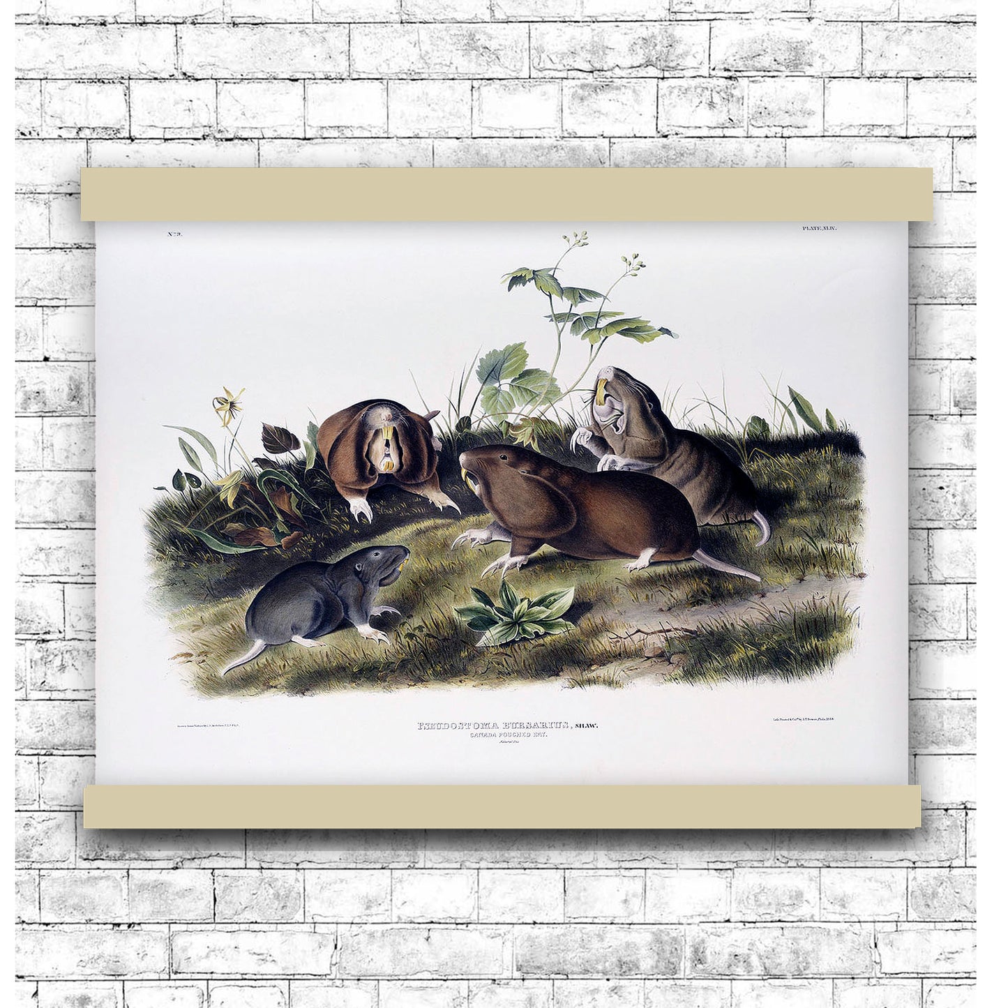 Canada Pouched Rat (Pseudostoma bursarius) by John James Audubon | Hanging Canvas Art | Choice of Board Colors