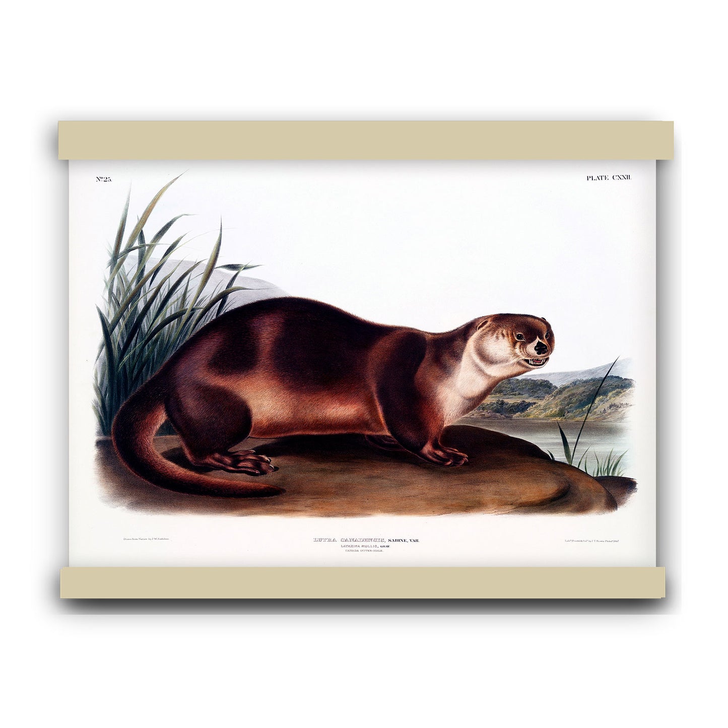 Canada Otter (Lutra Canadensis) by John James Audubon | Hanging Canvas Art | Choice of Board Colors