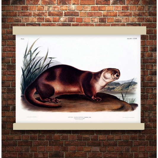 Canada Otter (Lutra Canadensis) by John James Audubon | Hanging Canvas Art | Choice of Board Colors