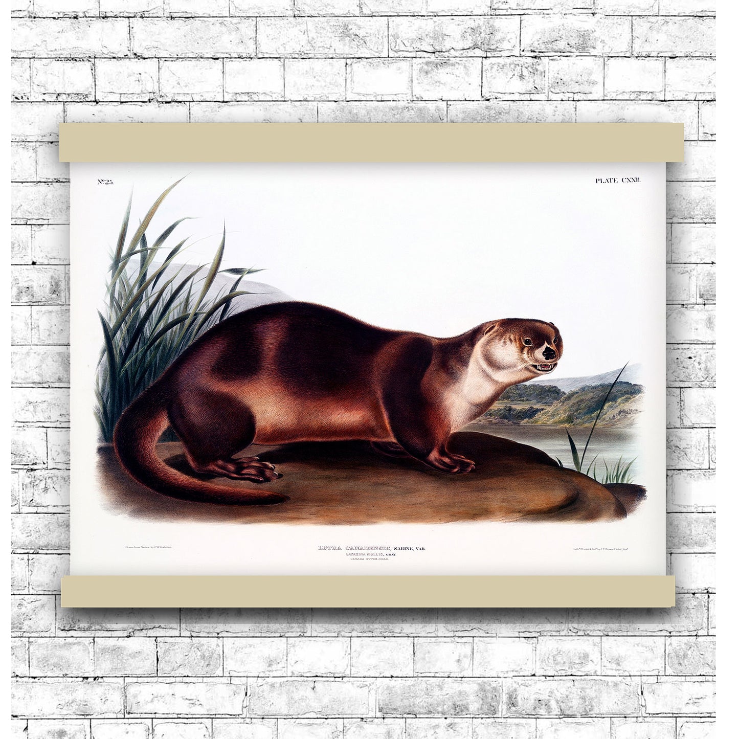 Canada Otter (Lutra Canadensis) by John James Audubon | Hanging Canvas Art | Choice of Board Colors