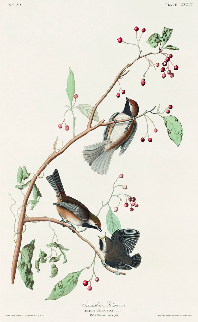 Canadian Titmouse from Birds of America (1827) by John James Audubon