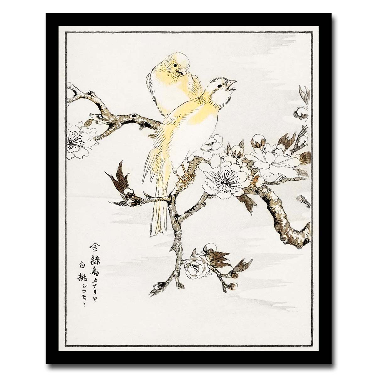 Canary and Peach by Numata Kashyu - Buy Print Only or Mounted with Choice of Accent Color