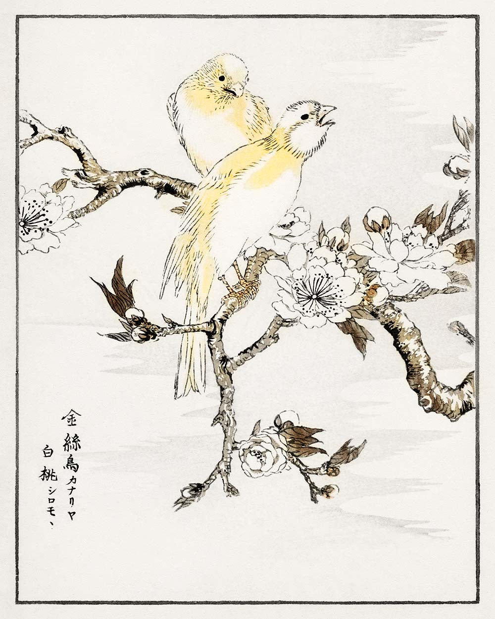 Canary and Peach by Numata Kashyu - Buy Print Only or Mounted with Choice of Accent Color