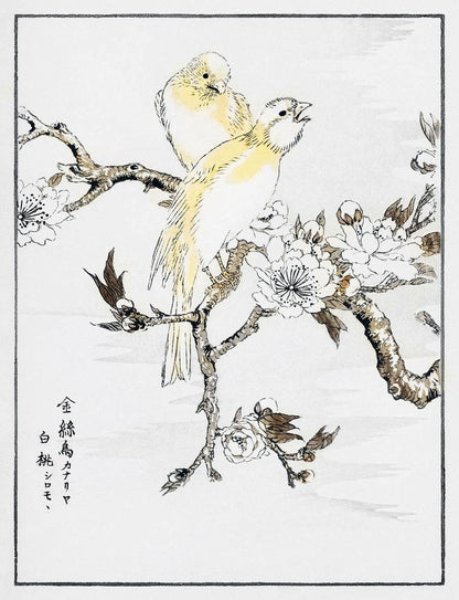 Canary and Peach by Numata Kashyu - DO