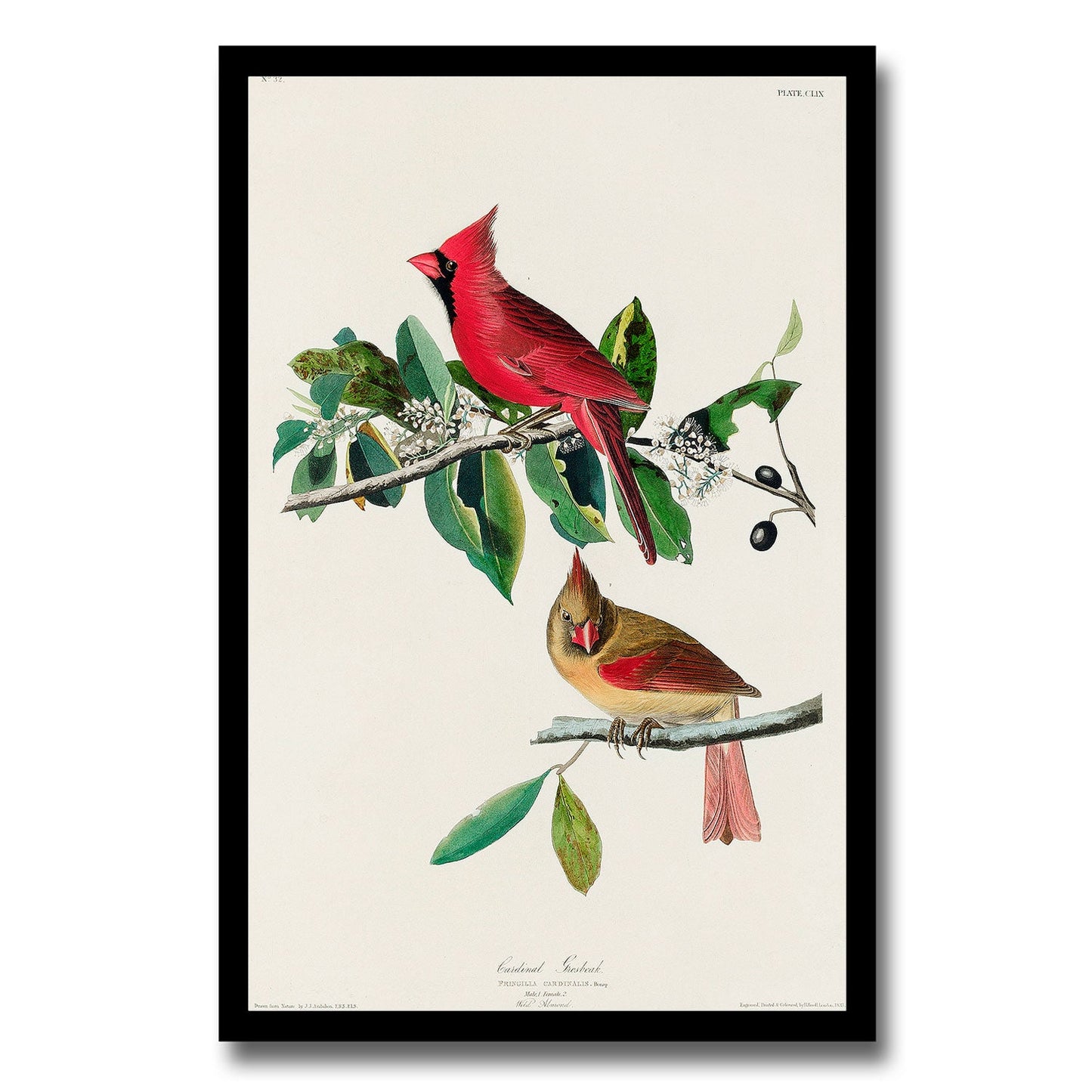Cardinal Grosbeak by John J. Audubon