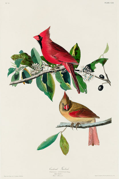 A framed print featuring two cardinals perched on a branch, with a black border and wooden frame.