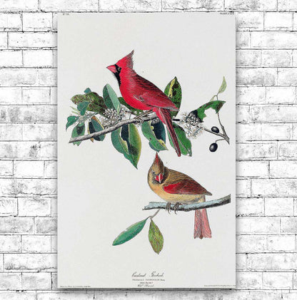 Cardinal Grosbeak by John J. Audubon