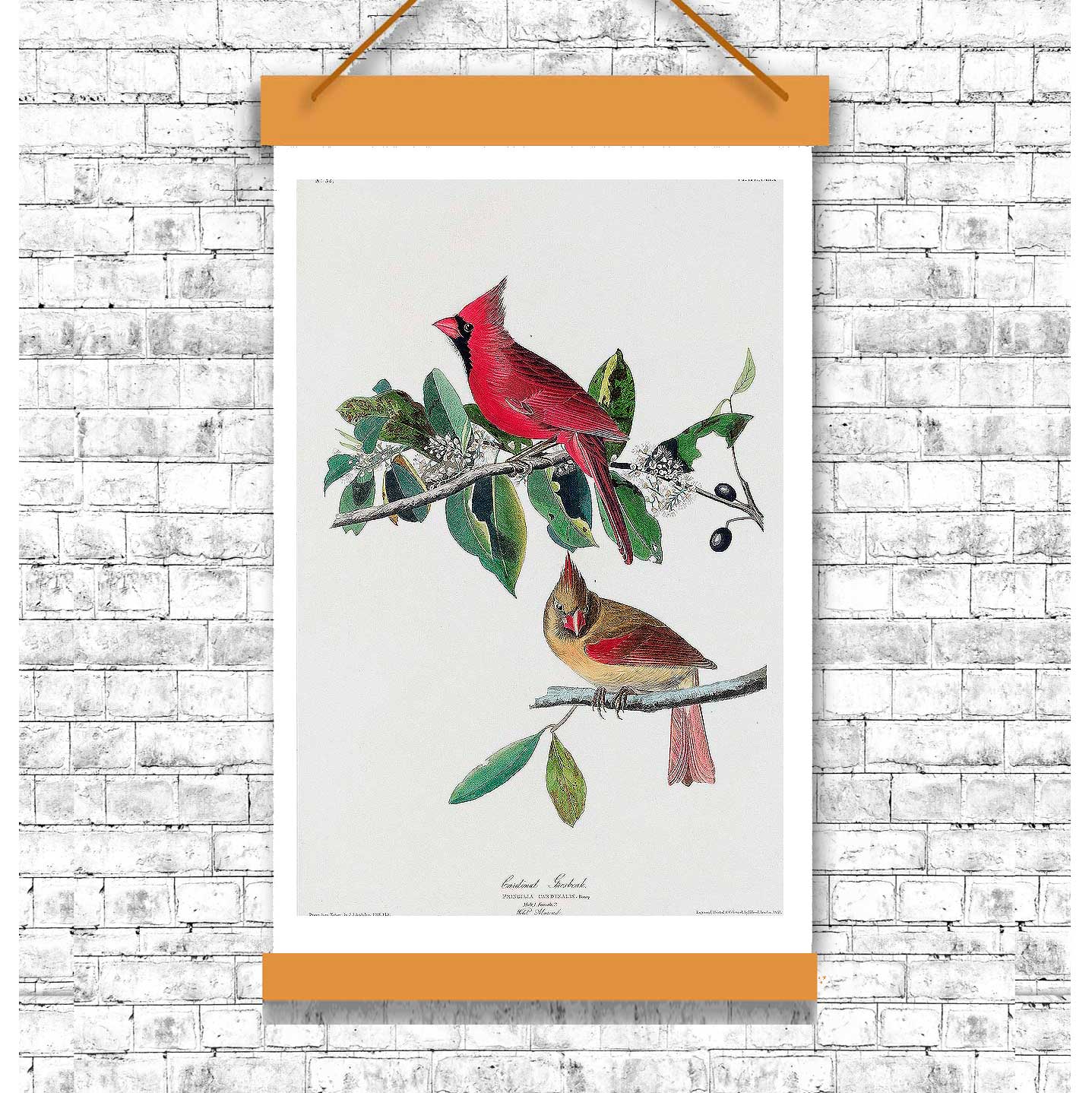 Cardinal Grosbeak by John J. Audubon