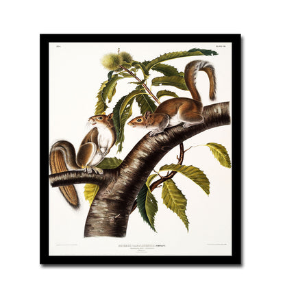 Carolina Grey Squirrel by John J. Audubon