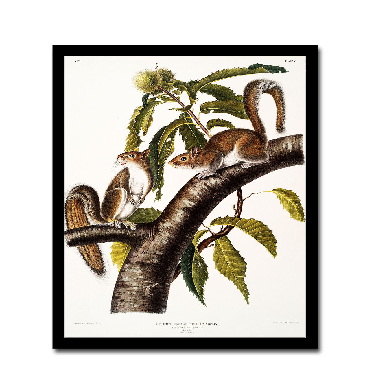 Cat Squirrel by John J. Audubon