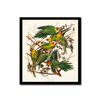 Carolina Parrot by John J. Audubon