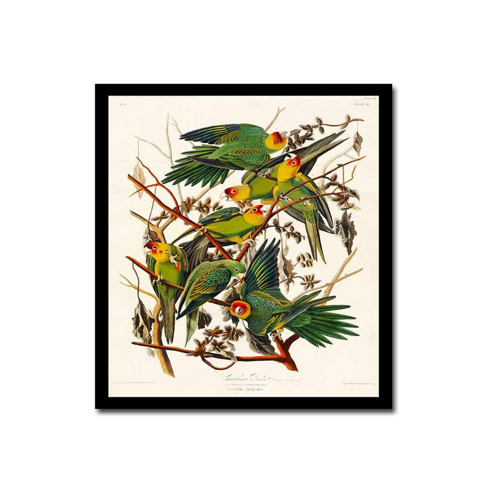 Chesnut-backed, Black-capt, and Chesnut-crowned Titmouse by John J. Audubon