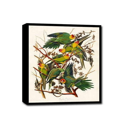 Carolina Parrot by John J. Audubon