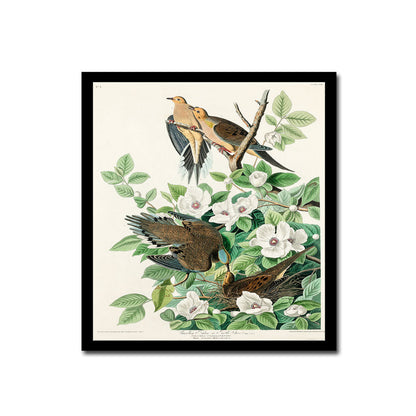 Downy Woodpecker by John J. Audubon