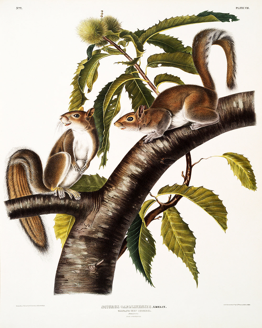 A framed print depicting two grey squirrels on a branch with green leaves, following the style of John J. Audubon's illustrations.