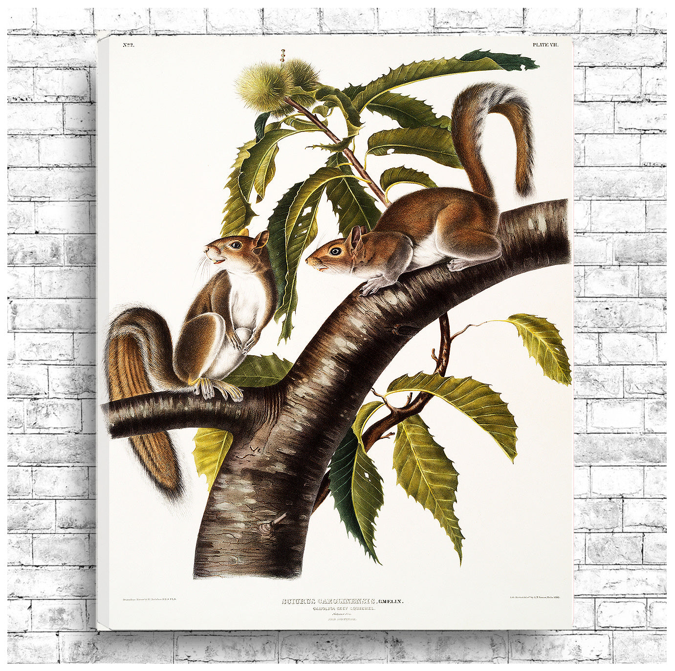 A framed print depicting two grey squirrels on a branch with green leaves, following the style of John J. Audubon's illustrations.