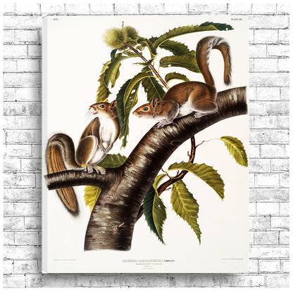 A framed print depicting two grey squirrels on a branch with green leaves, following the style of John J. Audubon's illustrations.