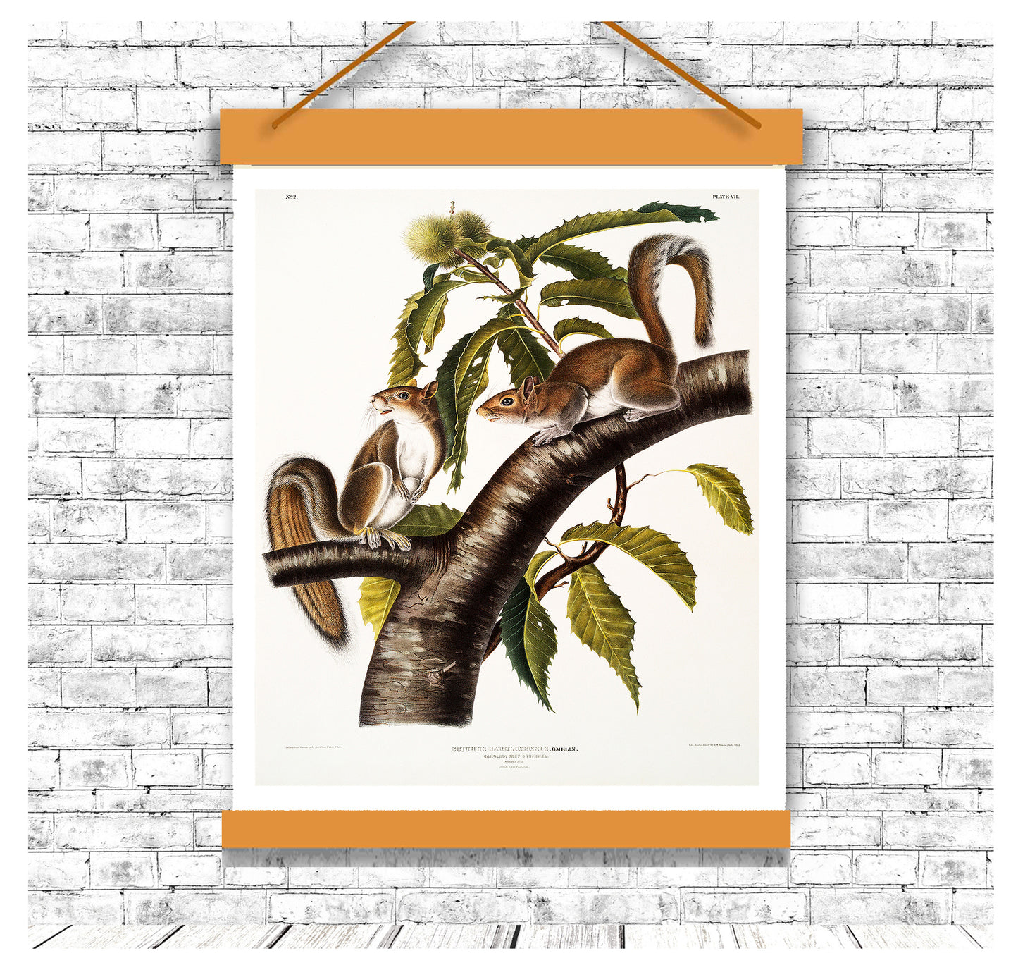 Carolina Grey Squirrel by John J. Audubon