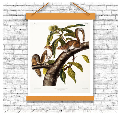 Carolina Grey Squirrel by John J. Audubon