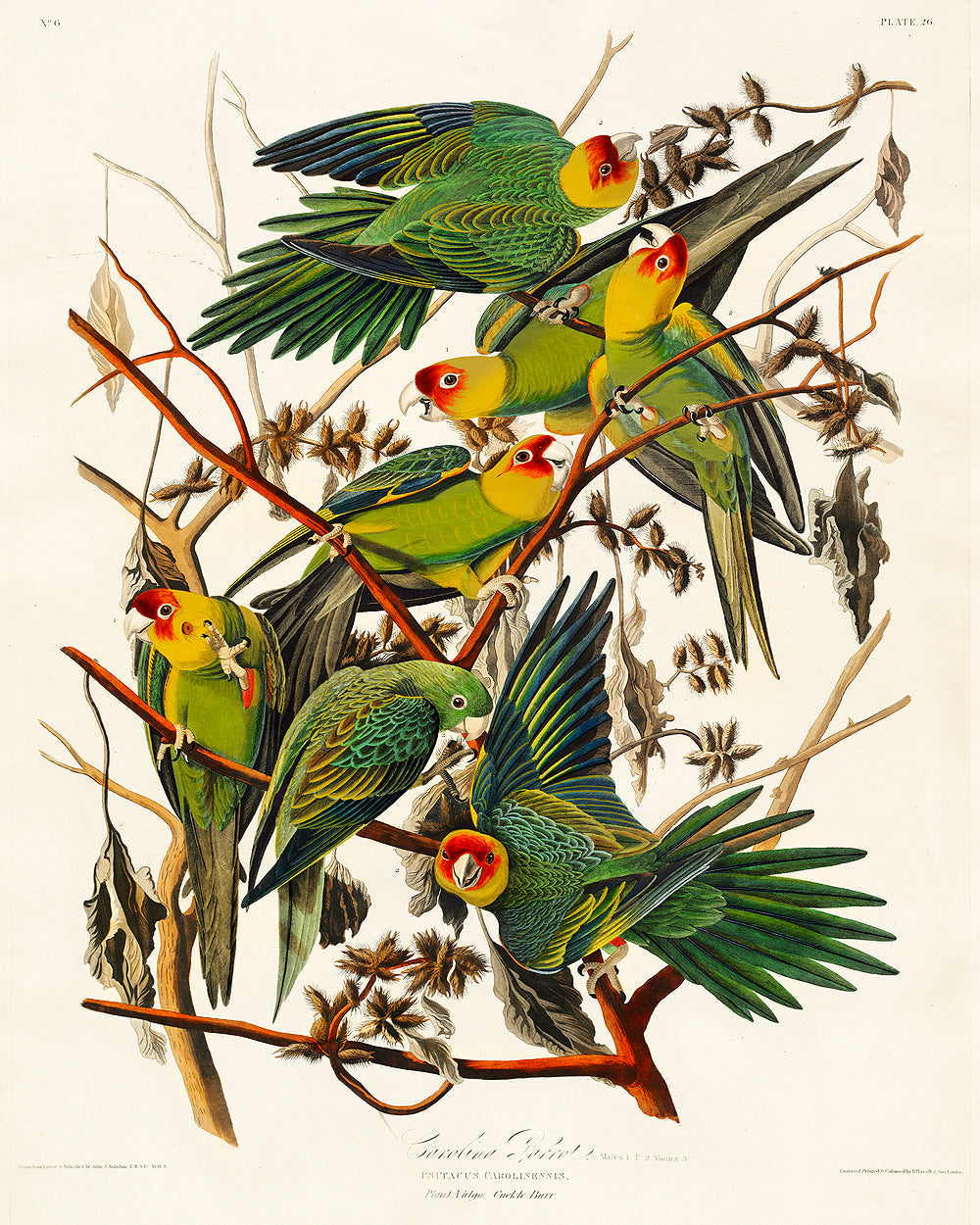 Carolina Parrot by John J. Audubon