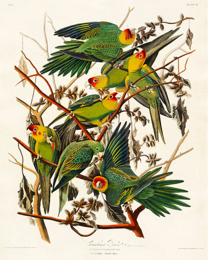 Carolina Parrot by John J. Audubon