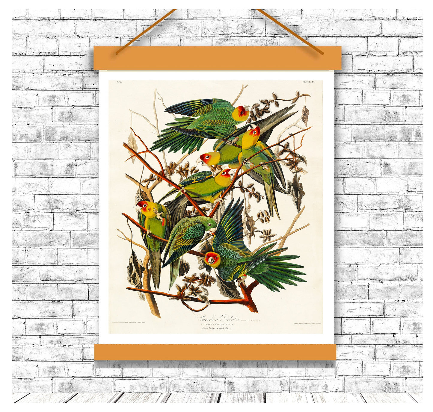 Carolina Parrot by John J. Audubon