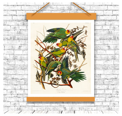 Carolina Parrot by John J. Audubon