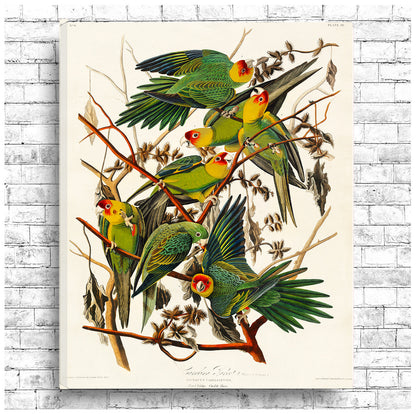 Carolina Parrot by John J. Audubon