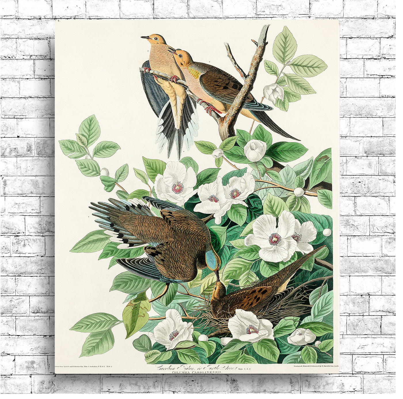 Chestnut-Pigeon by John J. Audubon