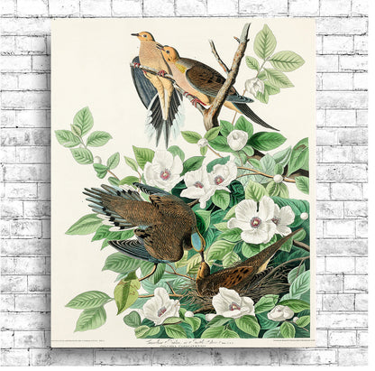 Chestnut-Pigeon by John J. Audubon