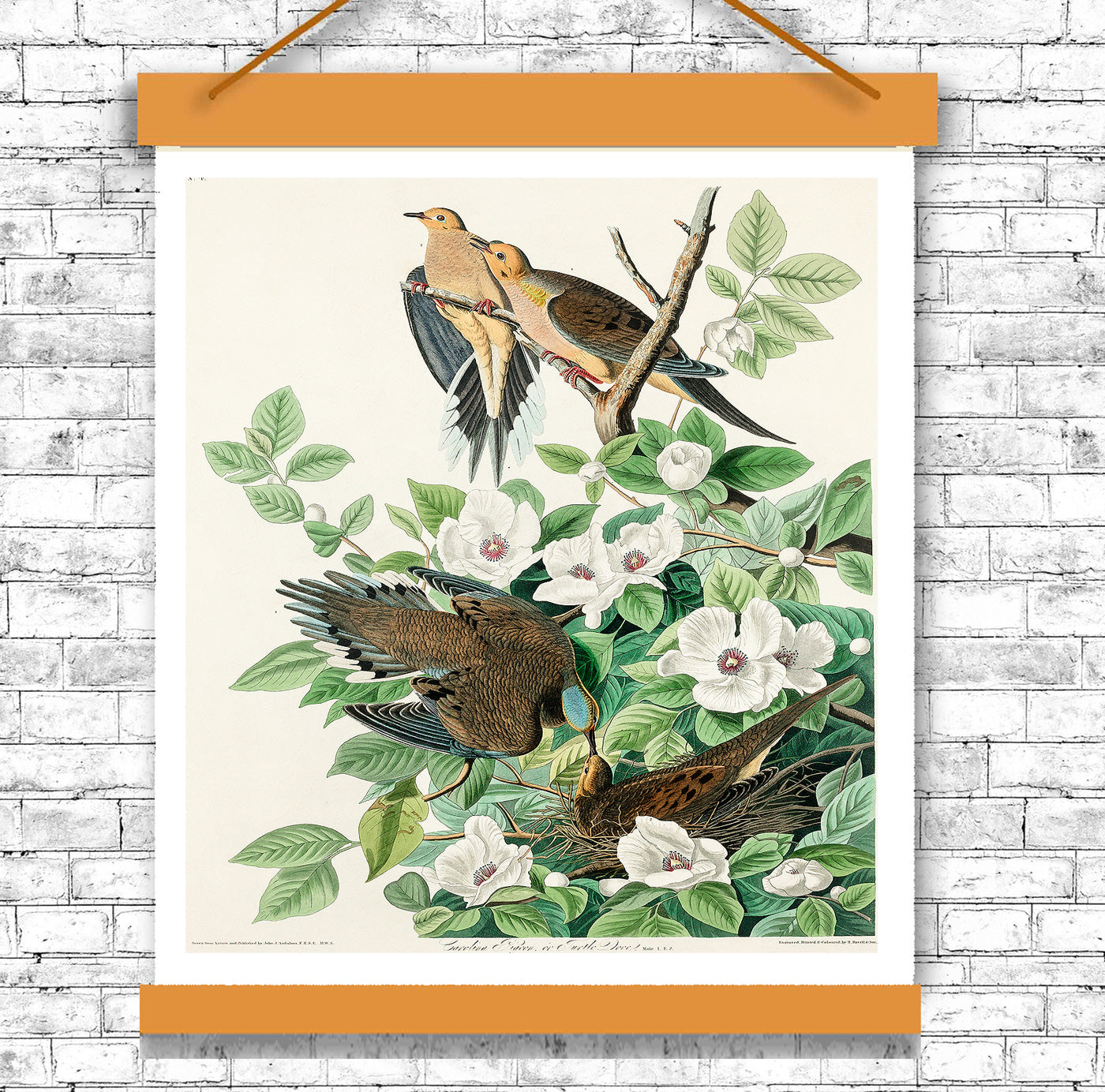 Chestnut-Pigeon by John J. Audubon