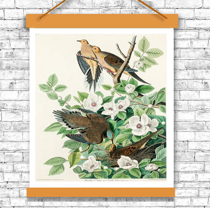 Chestnut-Pigeon by John J. Audubon