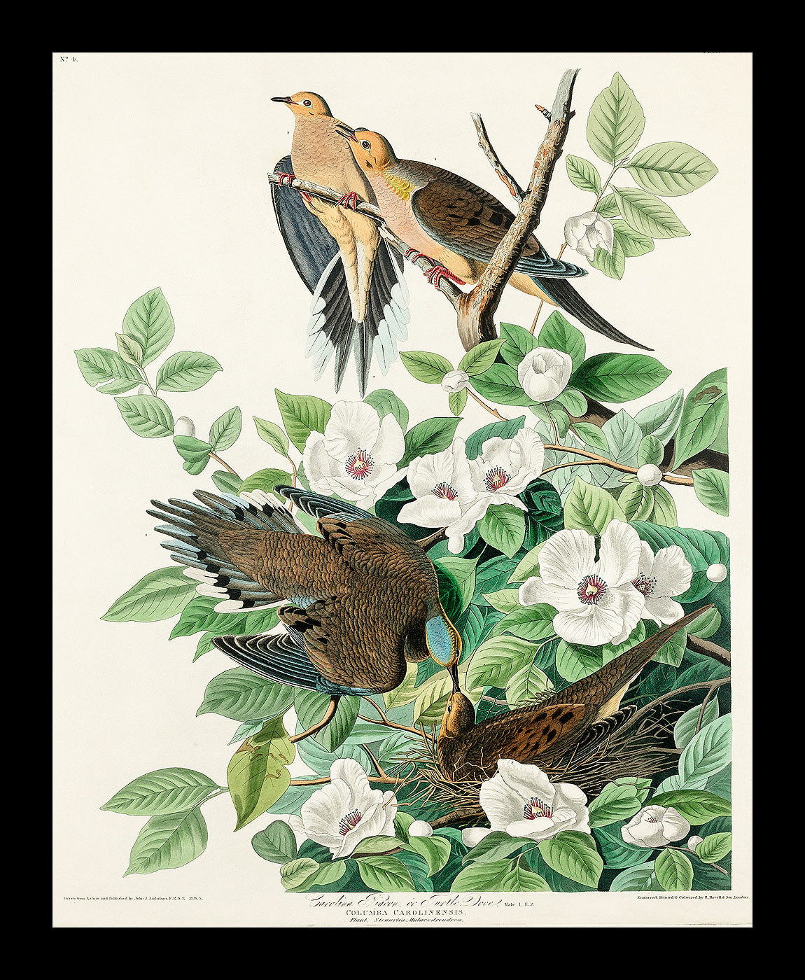 Chestnut-Pigeon by John J. Audubon
