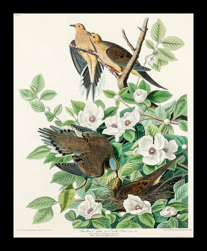 Chestnut-Pigeon by John J. Audubon