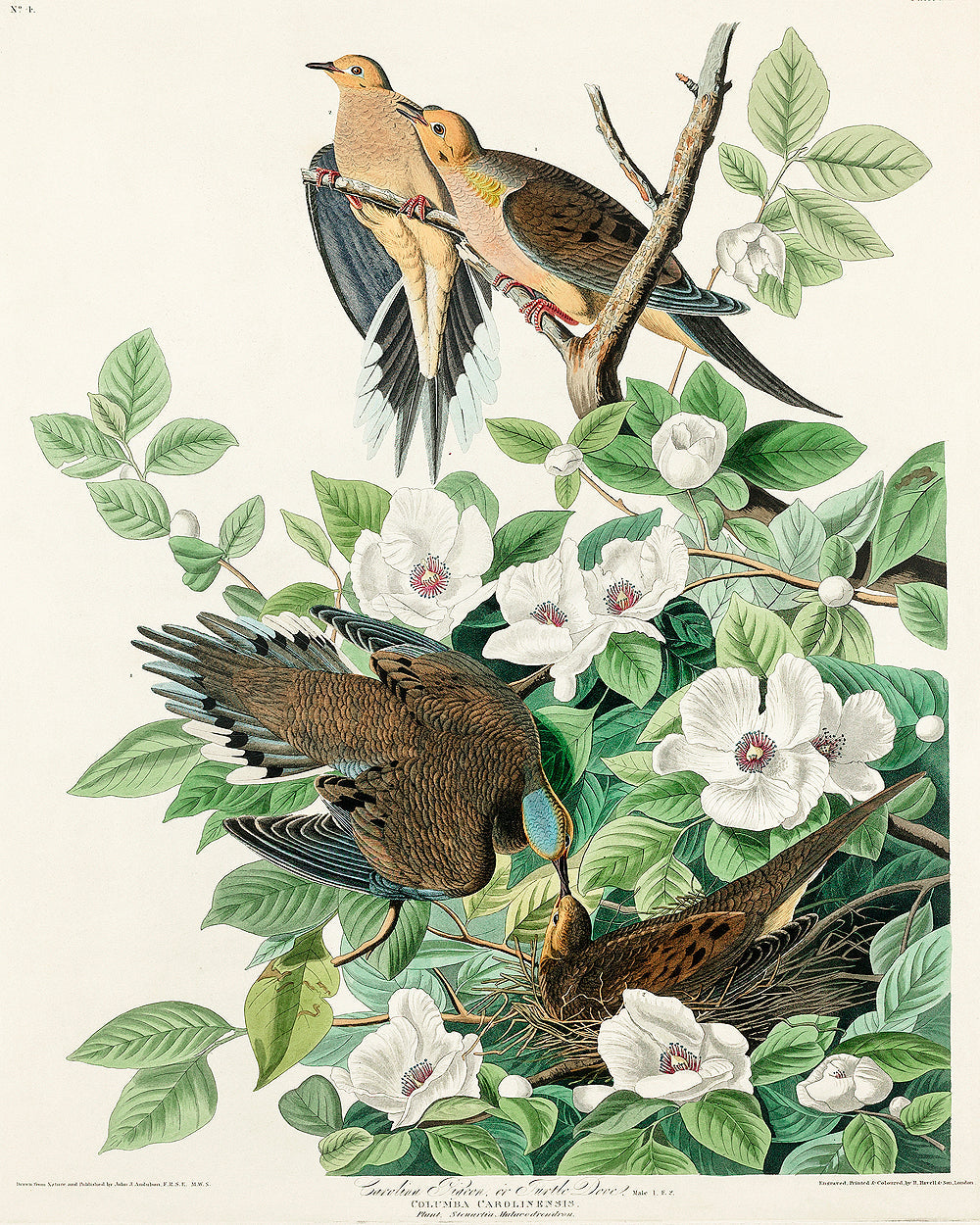 Chestnut-Pigeon by John J. Audubon