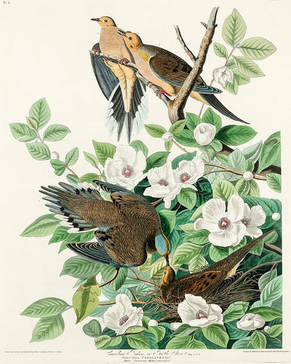 Chestnut-Pigeon by John J. Audubon