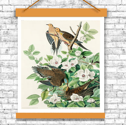 Chestnut-Pigeon by John J. Audubon