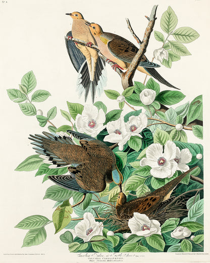A framed print depicting birds among floral elements, representing the artwork 'Chestnut-Pigeon' by John J. Audubon.