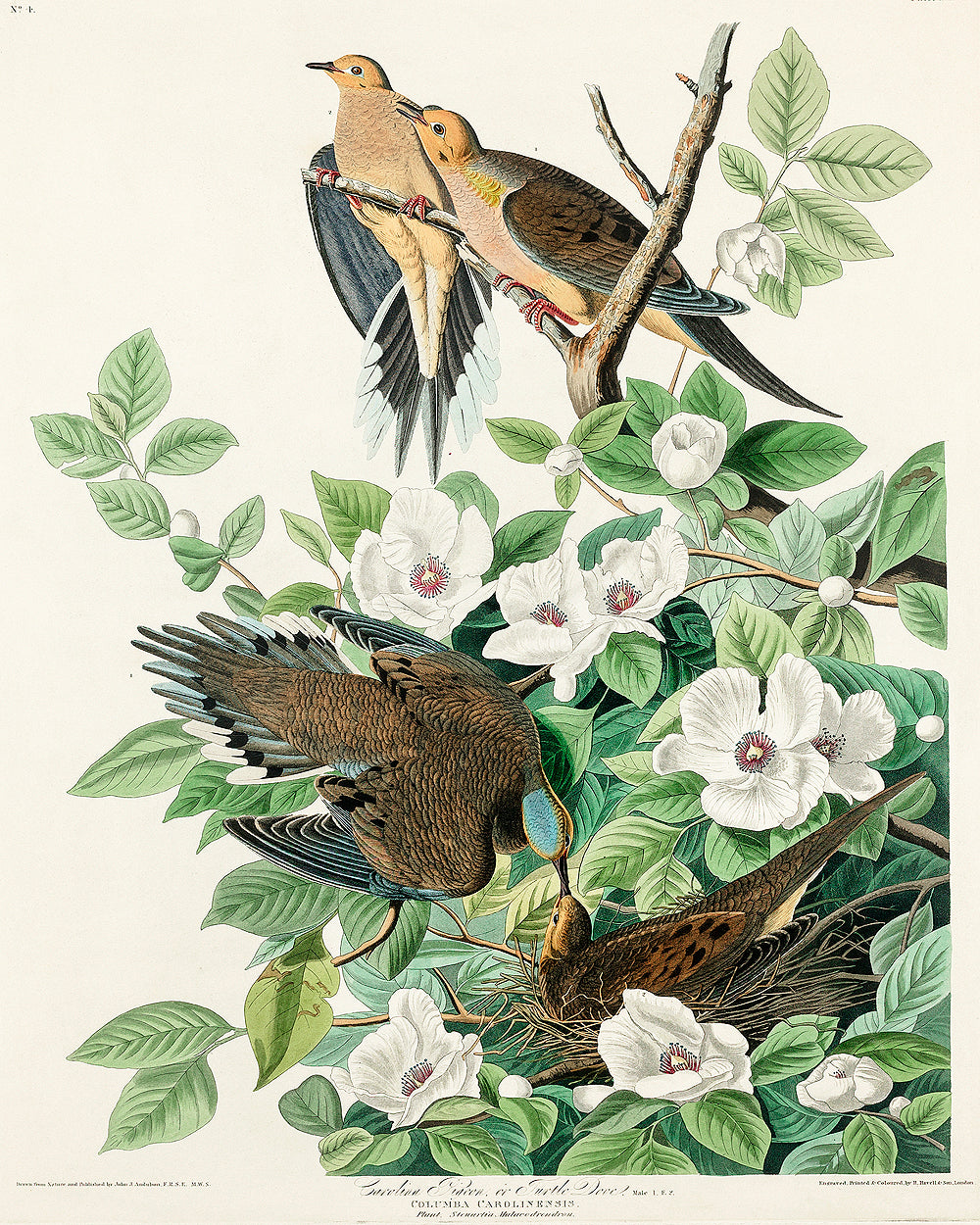 A framed print depicting birds among floral elements, representing the artwork 'Chestnut-Pigeon' by John J. Audubon.