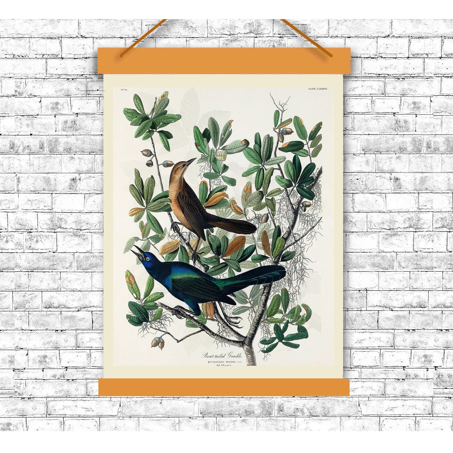 Boat-tailed Grackle by John J. Audubon
