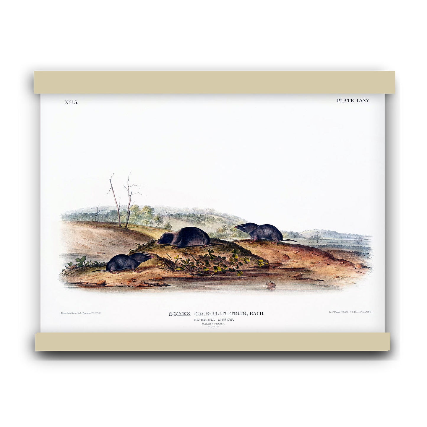 Carolina Shrew (Sorex Carolinensis) by John James Audubon | Hanging Canvas Art | Choice of Board Colors