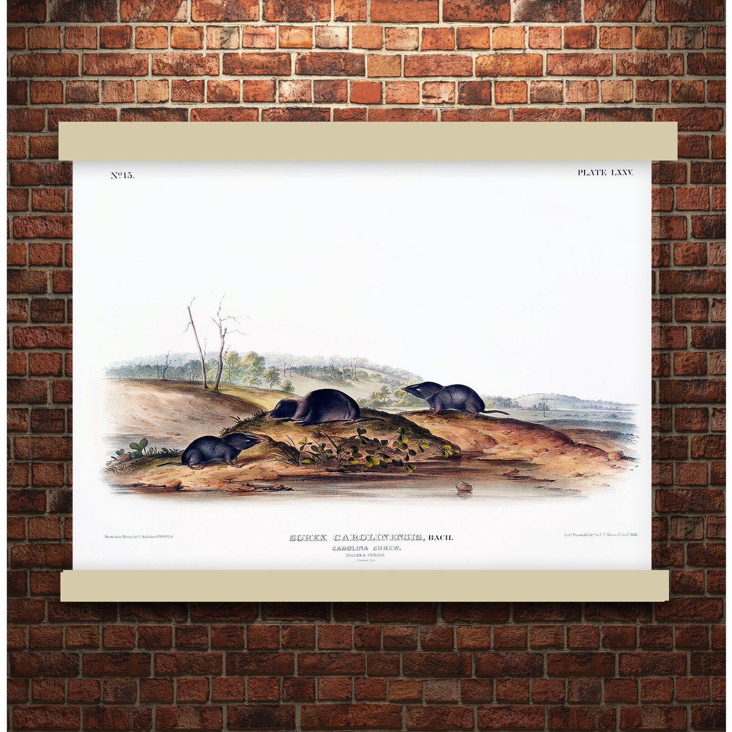 Carolina Shrew (Sorex Carolinensis) by John James Audubon | Hanging Canvas Art | Choice of Board Colors
