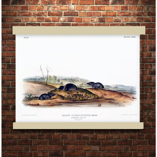 Carolina Shrew (Sorex Carolinensis) by John James Audubon | Hanging Canvas Art | Choice of Board Colors